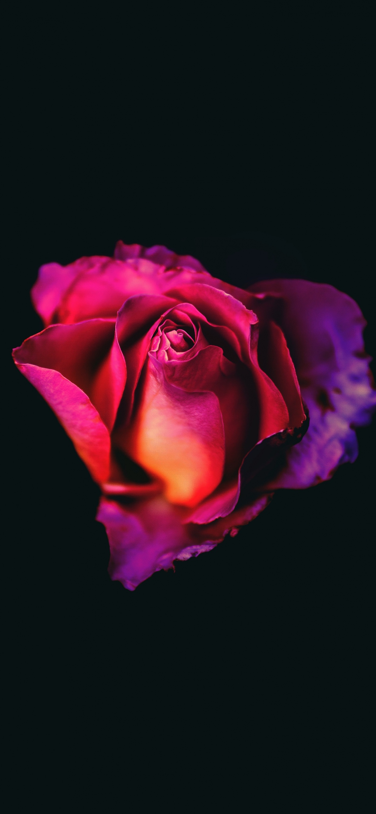 Обои цветок, Роза, розовый, лепесток, сад роз в разрешении 1242x2688