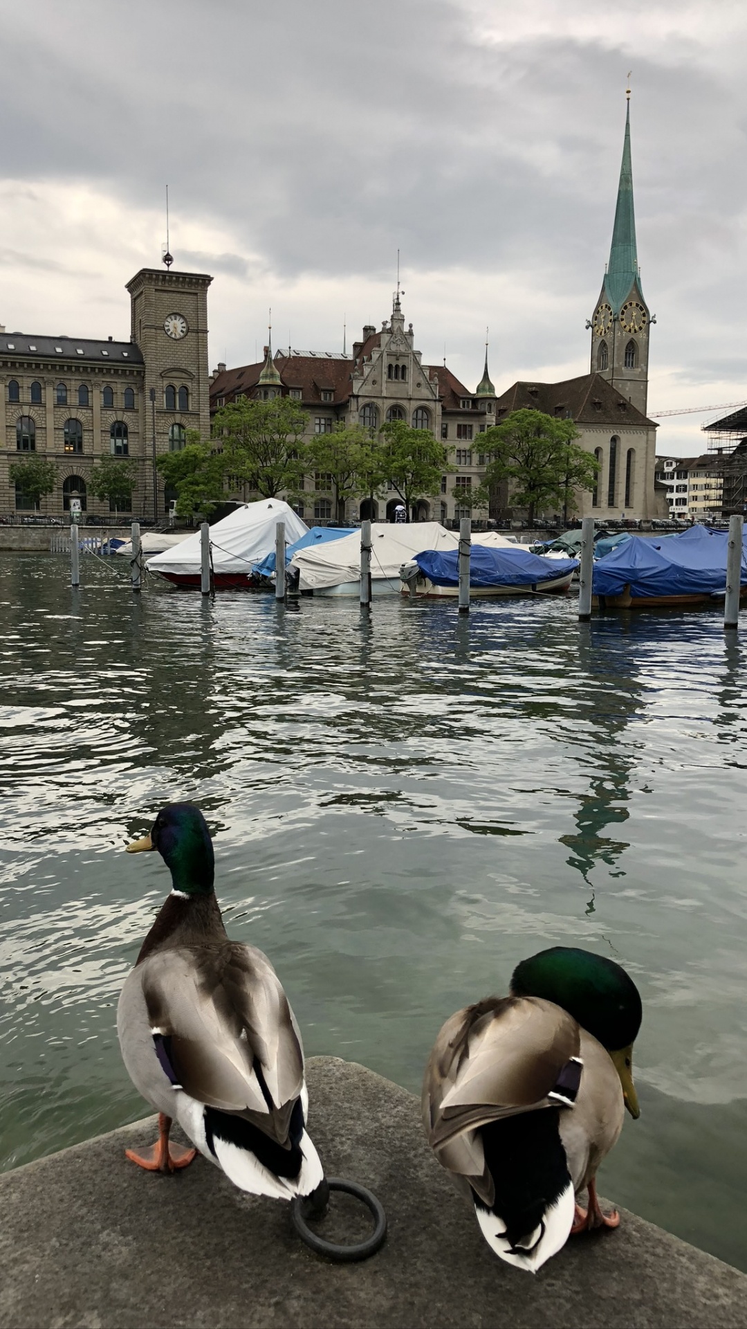 Обои мошенник, утка, вода, водоплавающая птица, водоплавающие птицы в разрешении 1080x1920