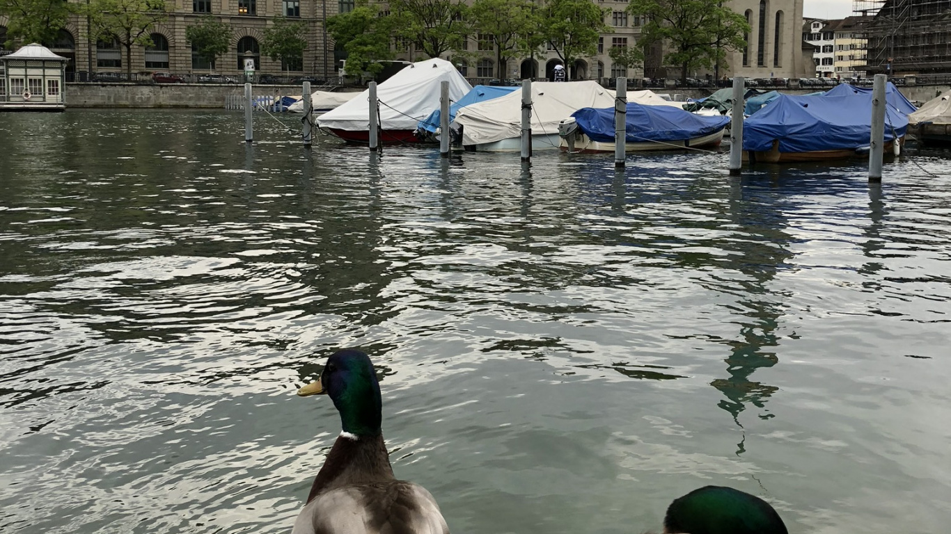 Обои мошенник, утка, вода, водоплавающая птица, водоплавающие птицы в разрешении 1366x768