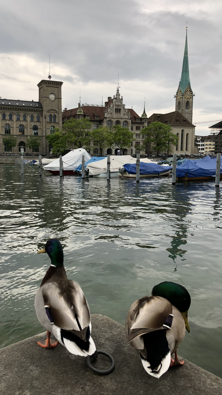 Обои мошенник, утка, вода, водоплавающая птица, водоплавающие птицы в разрешении 750x1334