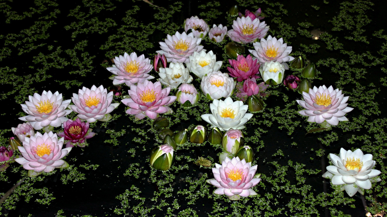 Обои цветковое растение, лепесток, маргаритная ромашка, однолетнее растение, лилиум в разрешении 1280x720