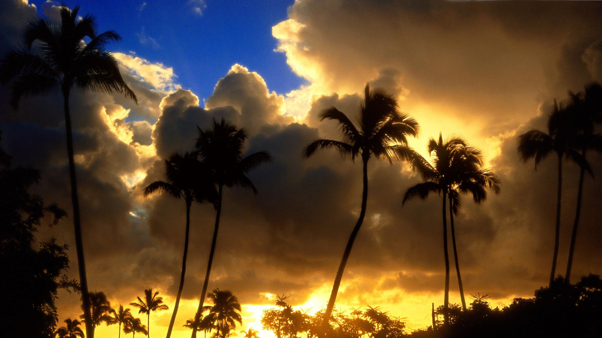 Обои природа, облако, закат, Пальма, восход солнца в разрешении 1920x1080
