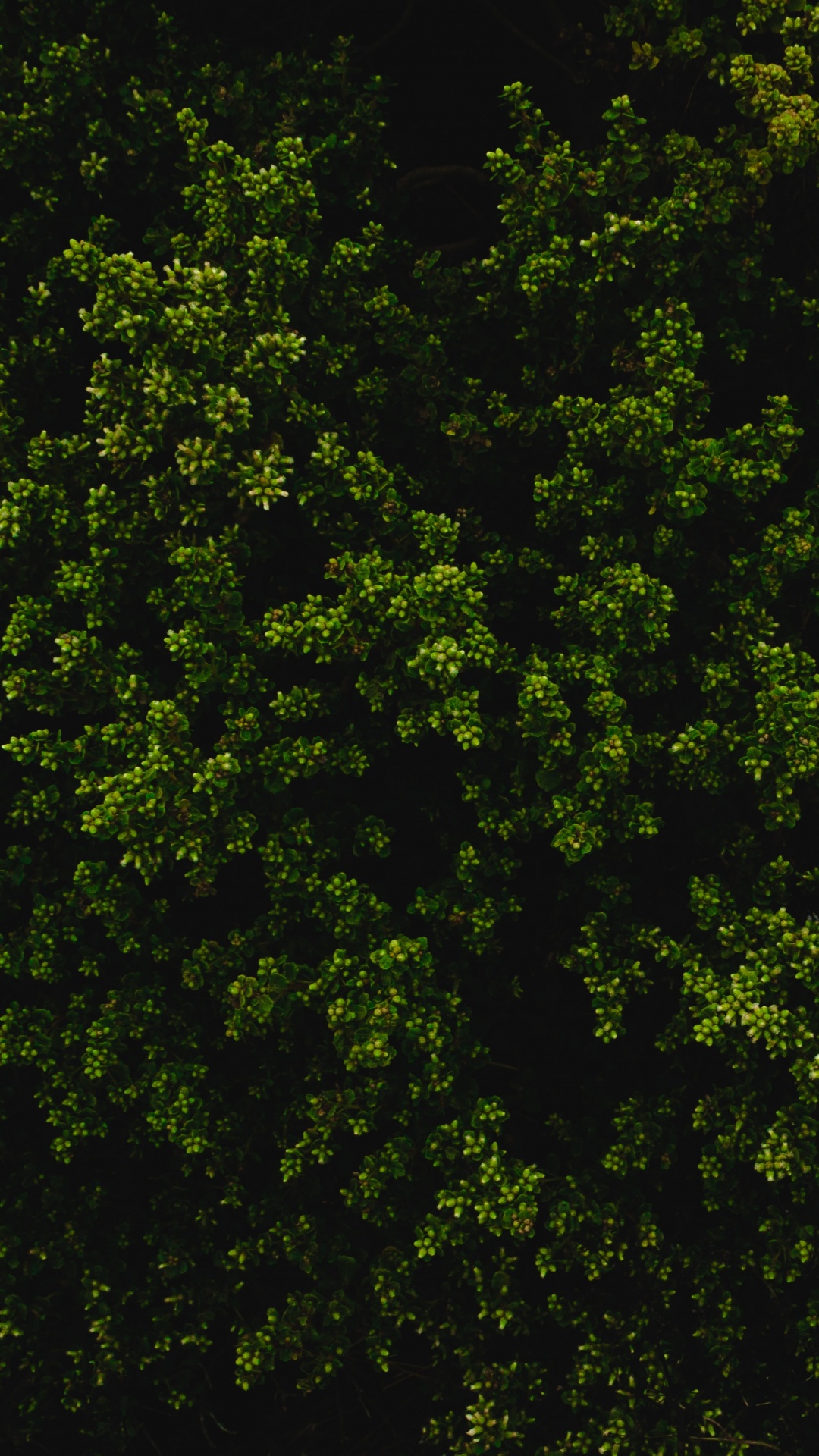 Обои растительность, дерево, растение, окружающая среда, биом в разрешении 1080x1920