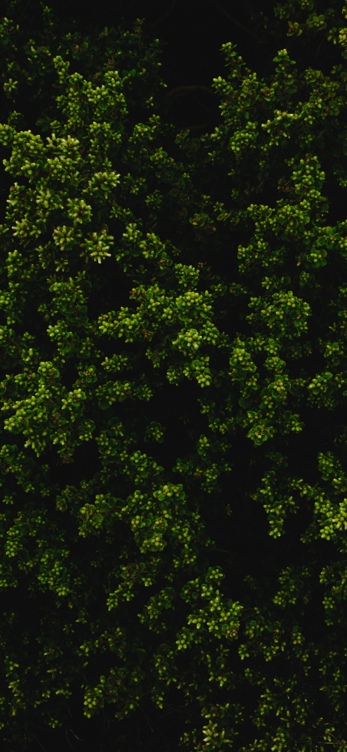 Обои растительность, дерево, растение, окружающая среда, биом в разрешении 1125x2436