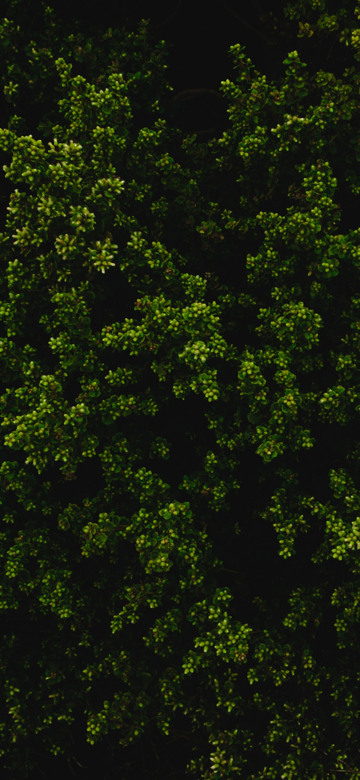 Обои растительность, дерево, растение, окружающая среда, биом в разрешении 1242x2688