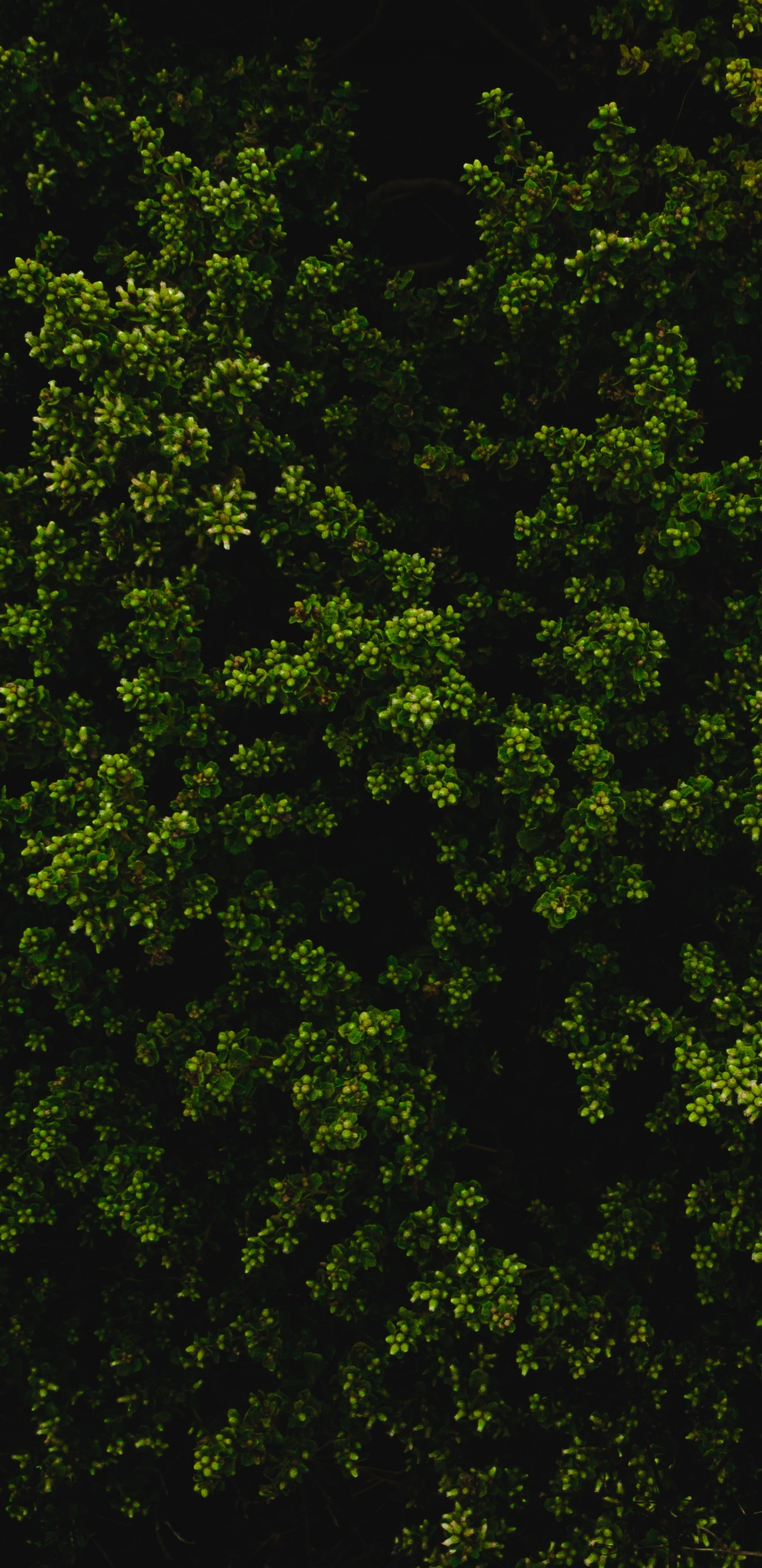 Обои растительность, дерево, растение, окружающая среда, биом в разрешении 1440x2960