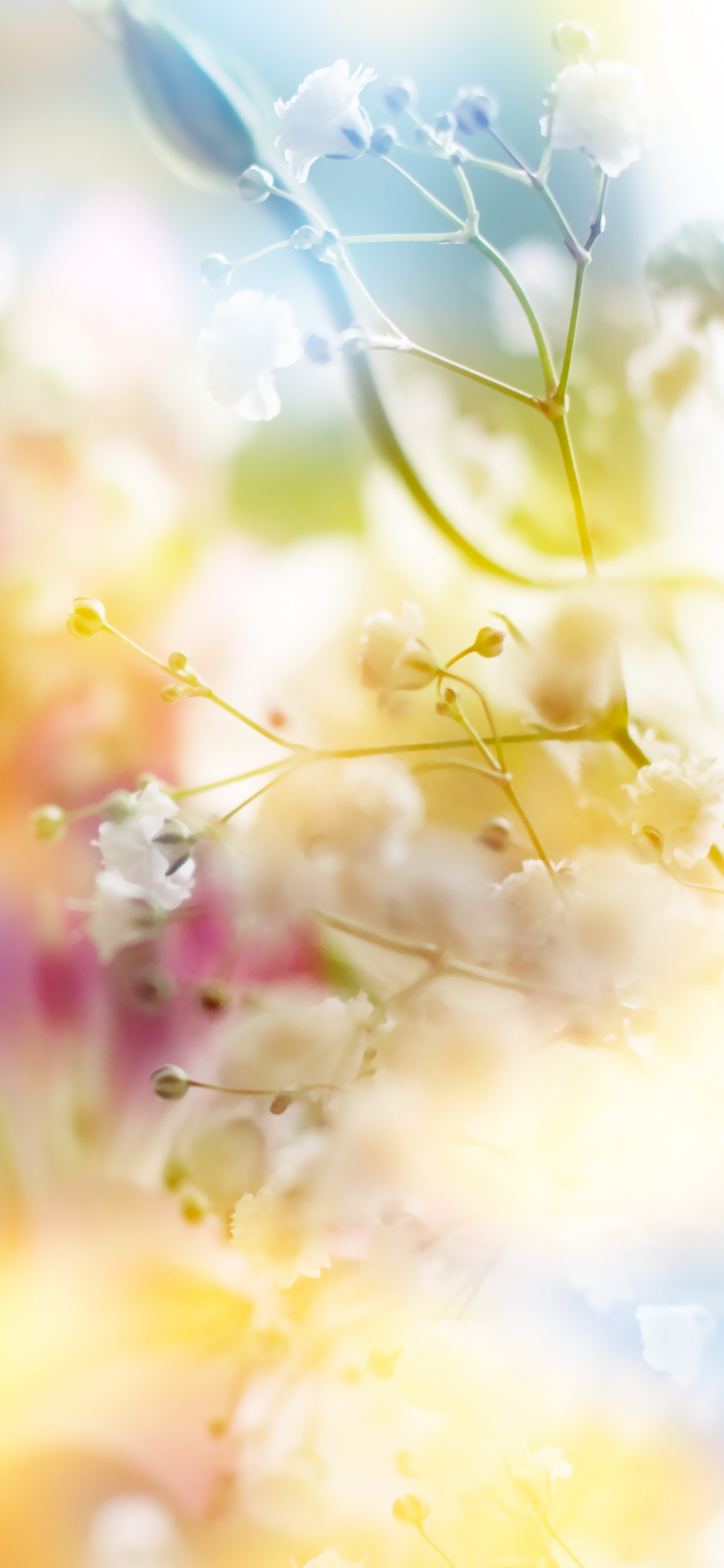 Обои цветок, розовый, желтый, весна, солнечный свет в разрешении 1242x2688