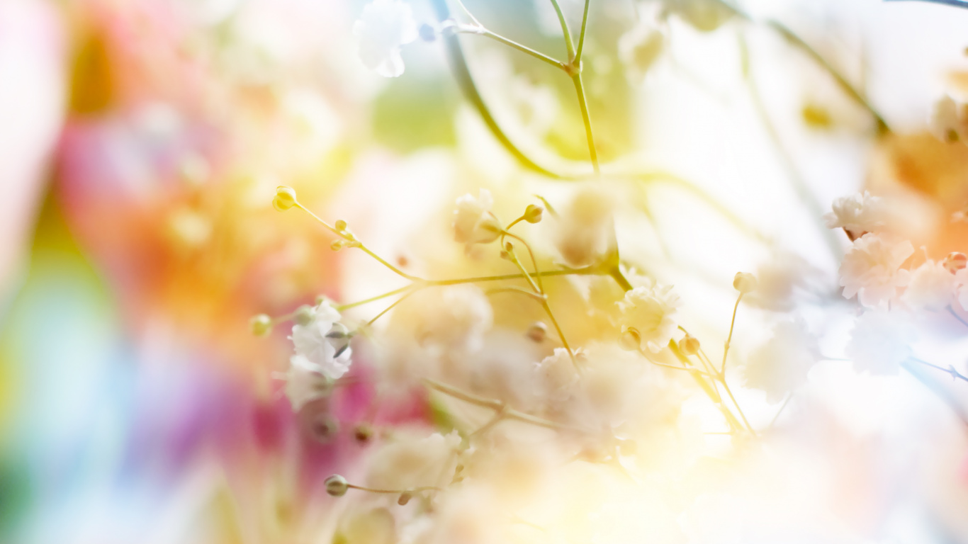 Обои цветок, розовый, желтый, весна, солнечный свет в разрешении 1366x768