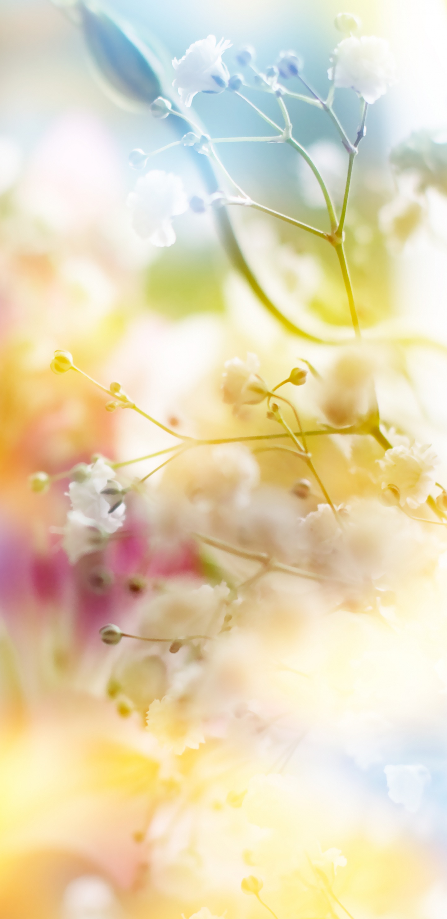 Обои цветок, розовый, желтый, весна, солнечный свет в разрешении 1440x2960