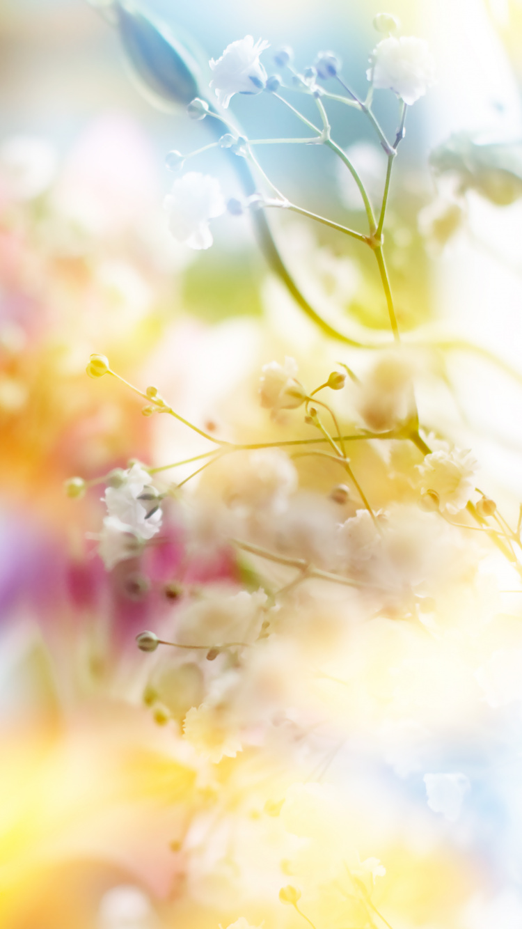 Обои цветок, розовый, желтый, весна, солнечный свет в разрешении 750x1334