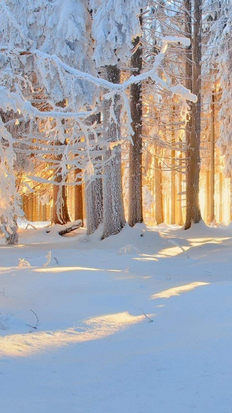 Обои зима, снег, замораживание, дерево, мороз в разрешении 750x1334