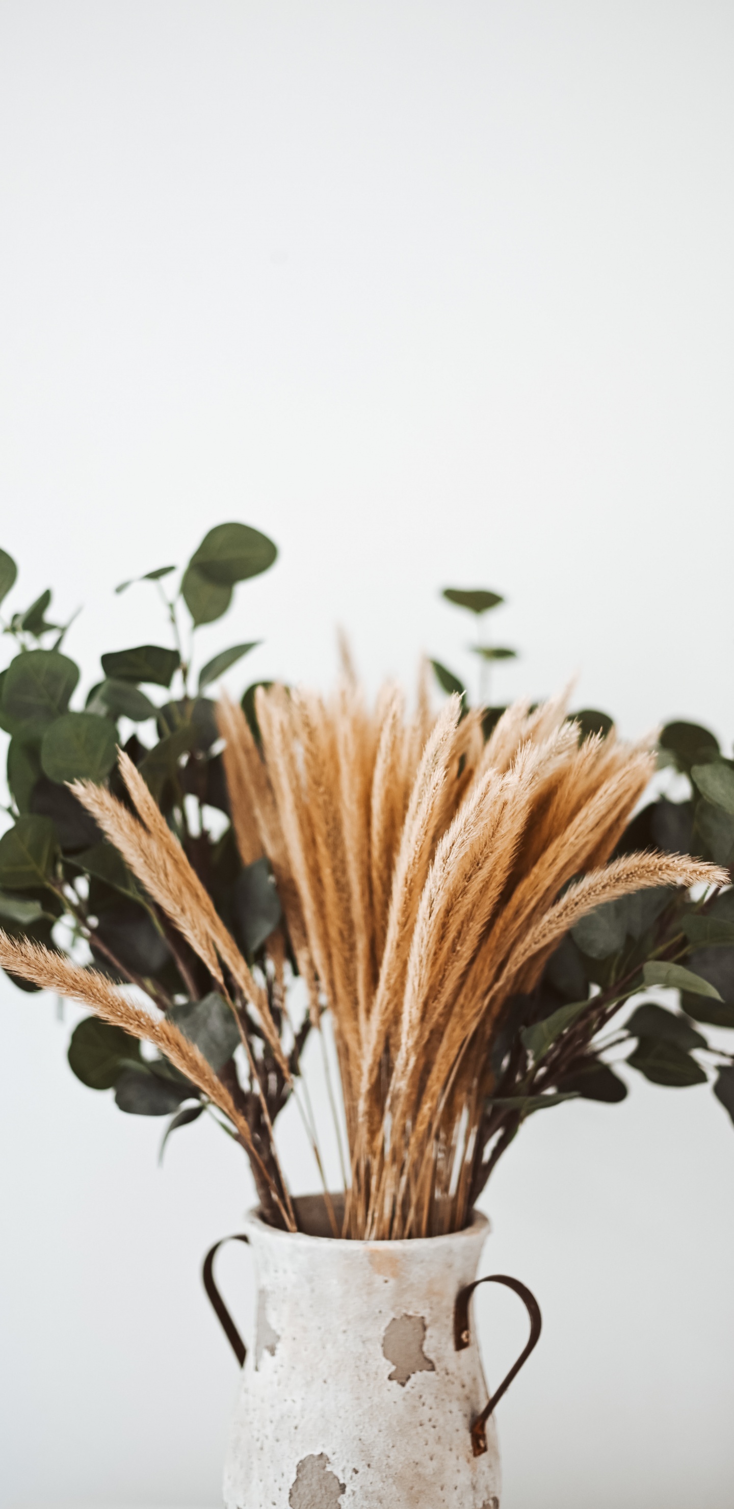 Обои дизайн, цветок, цветочный горшок, растение, ботаники в разрешении 1440x2960