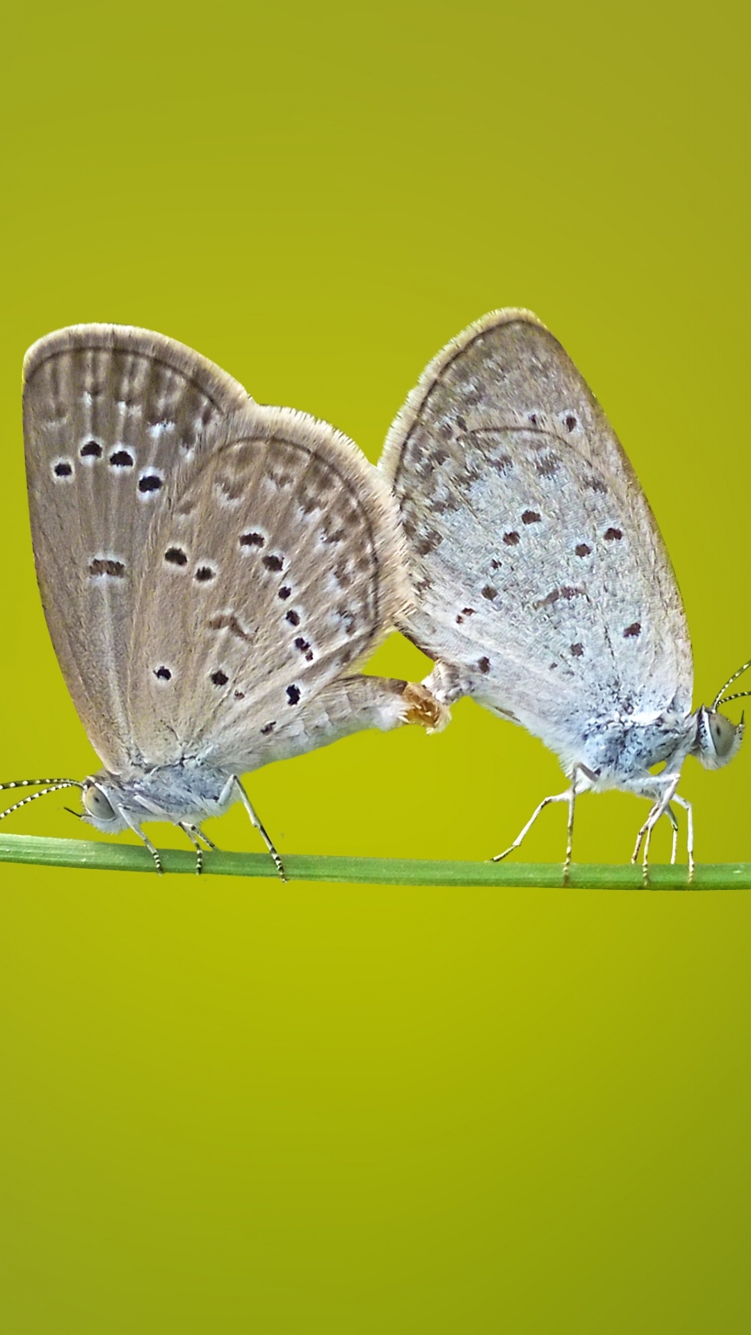 Обои бабочка, насекомое, Купидом бабочка, мотыльки и бабочки, lycaenid в разрешении 1080x1920