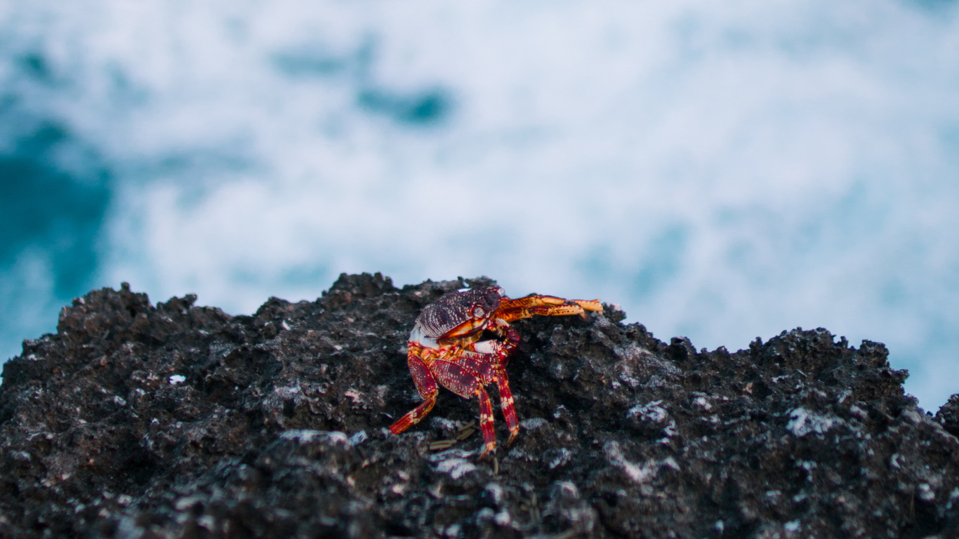 Обои Свежий Краб, вода, рок, море, океан в разрешении 1366x768