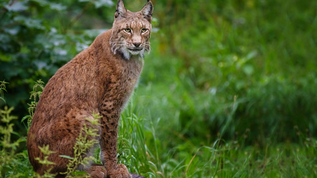 Обои наземные животные, живая природа, млекопитающее, малые и средние кошки, кошки малого и среднего размера в разрешении 1280x720