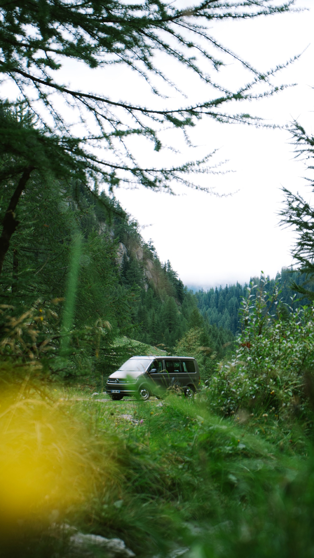 Обои природа, зеленый, растительность, дерево, окружающая среда в разрешении 1080x1920