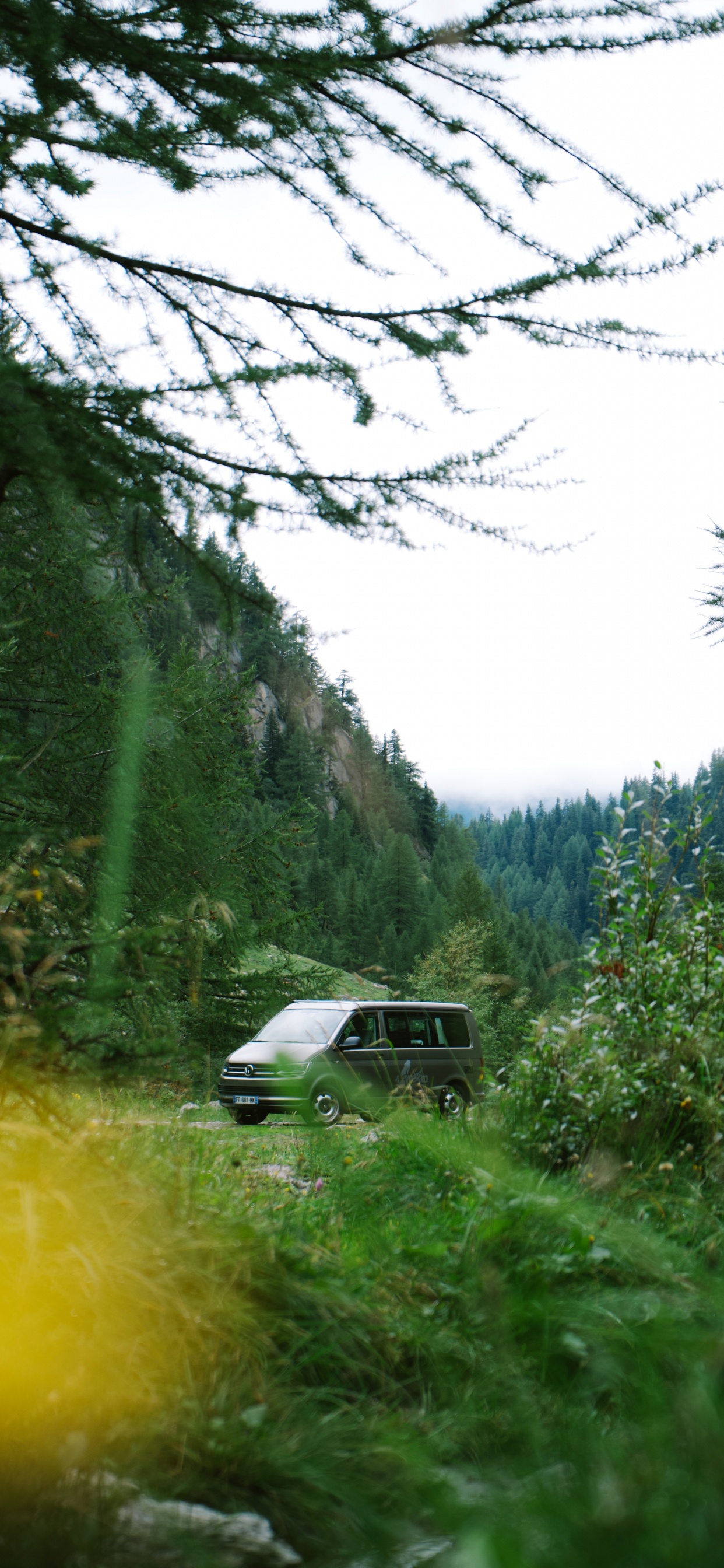 Обои природа, зеленый, растительность, дерево, окружающая среда в разрешении 1242x2688