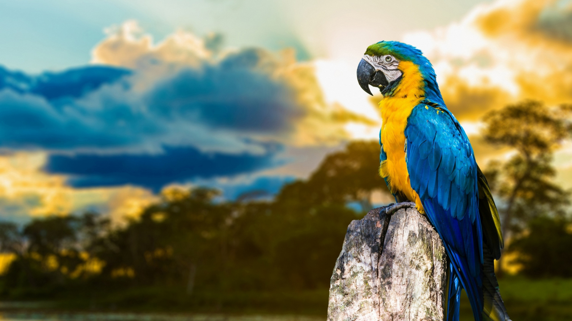 Обои Ара, птица, природа, попугай, клюв в разрешении 1920x1080