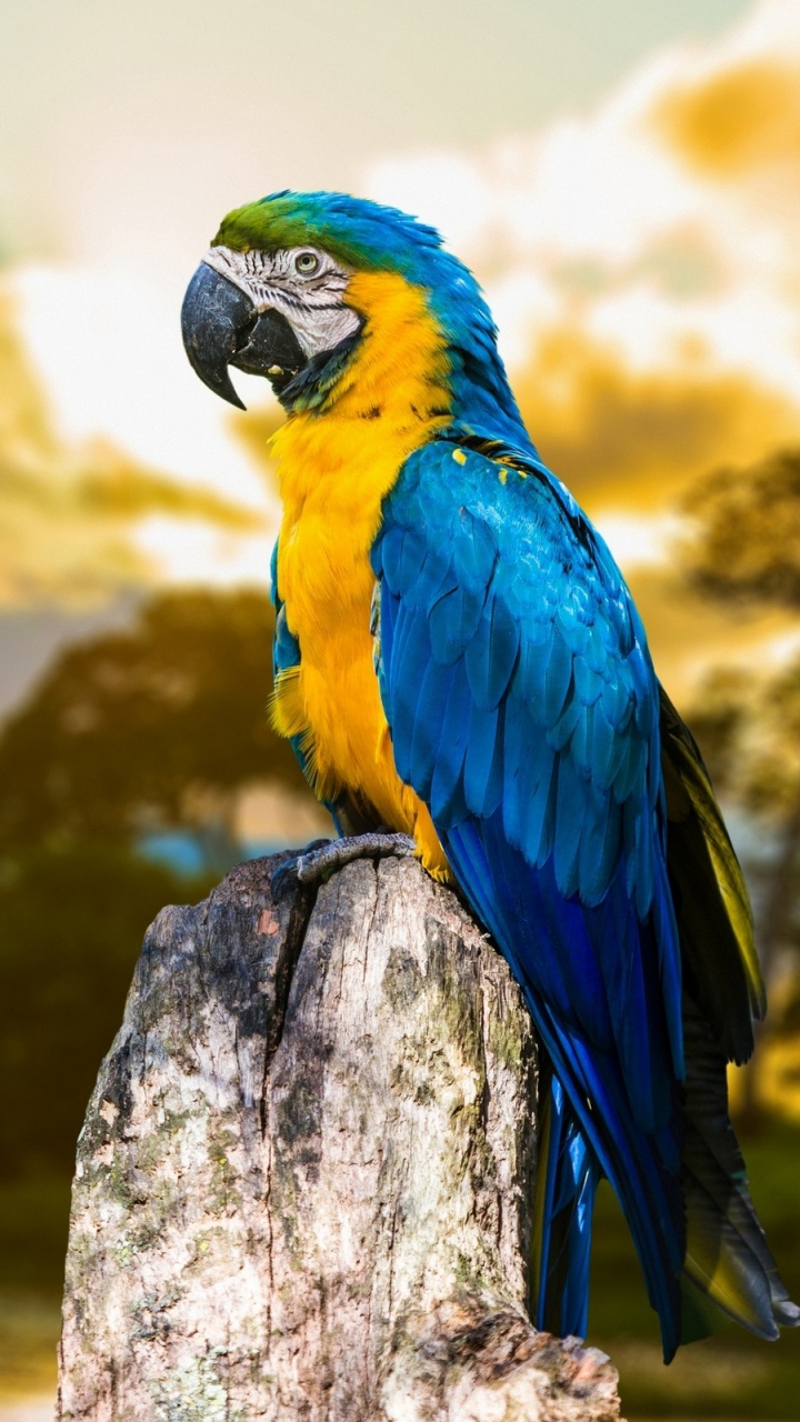 Обои Ара, птица, природа, попугай, клюв в разрешении 720x1280