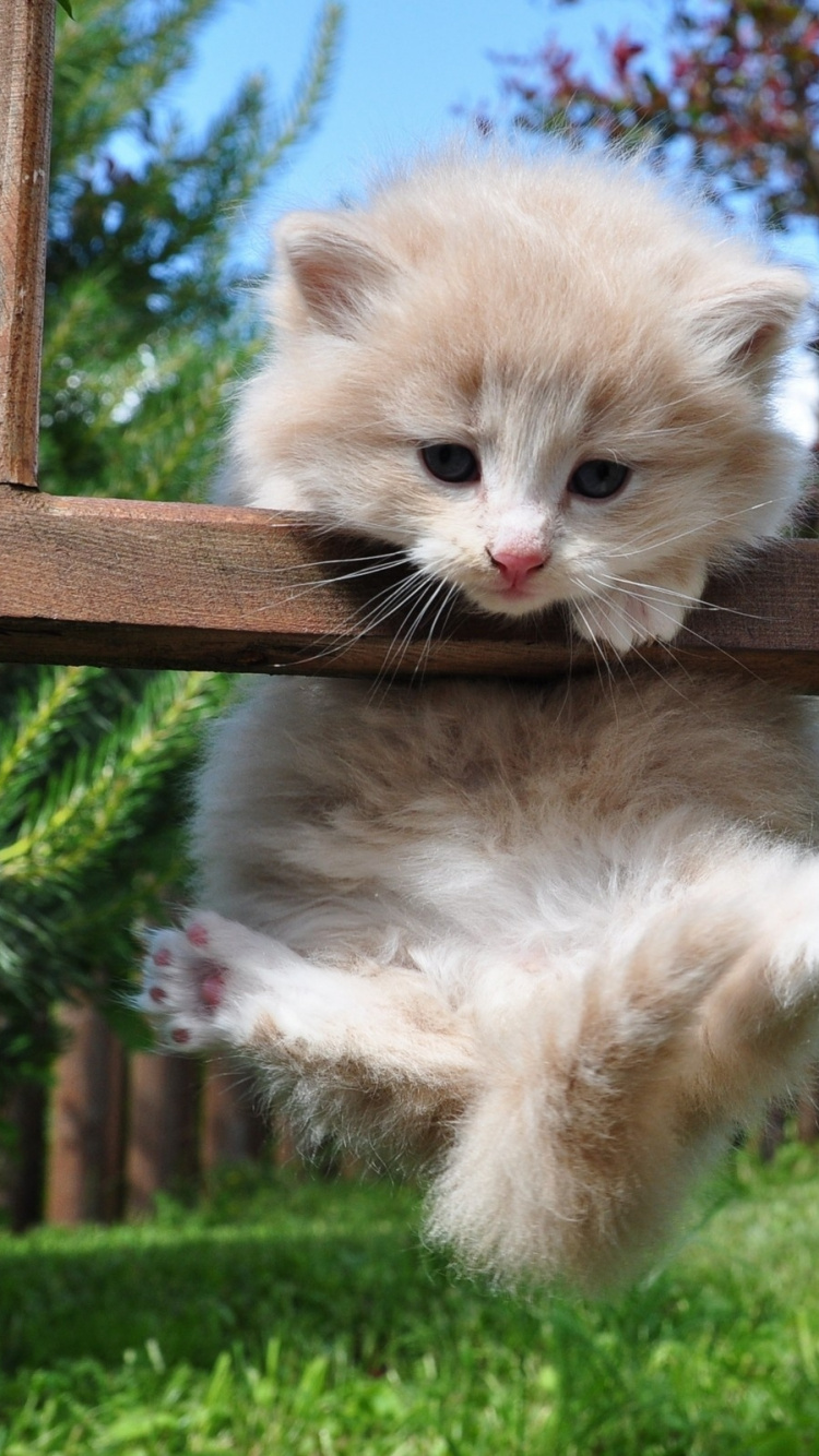 Обои котенок, морда, норвежская Лесная кошка, привлекательность, норвежский лесной кот в разрешении 750x1334