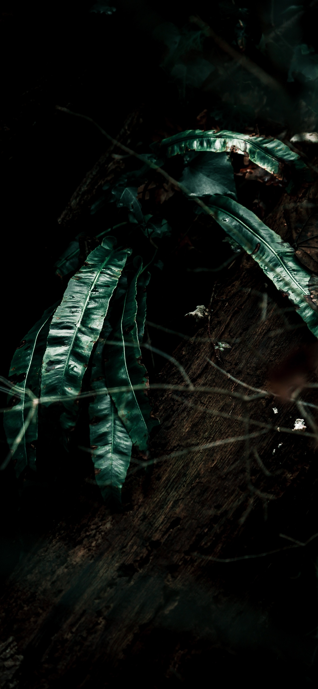 Обои рассада, лист, черный, темнота, зеленый в разрешении 1242x2688