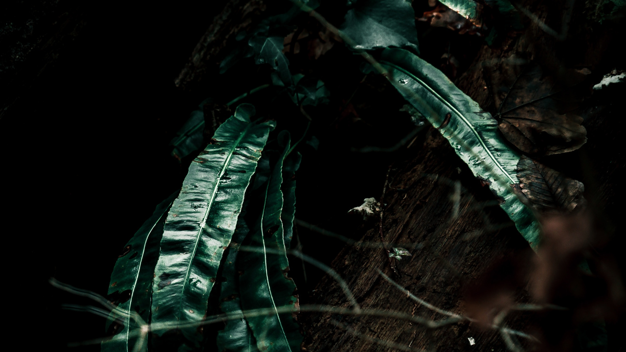 Обои рассада, лист, черный, темнота, зеленый в разрешении 1280x720