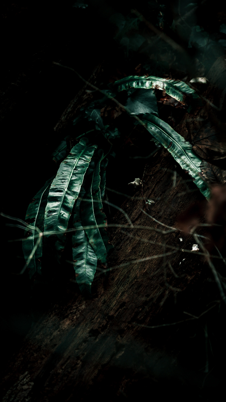 Обои рассада, лист, черный, темнота, зеленый в разрешении 750x1334
