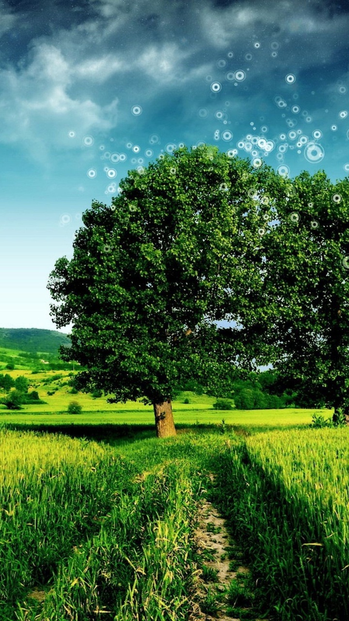 Обои природа, сенокосное угодье, поле, пастбище, растительность в разрешении 720x1280