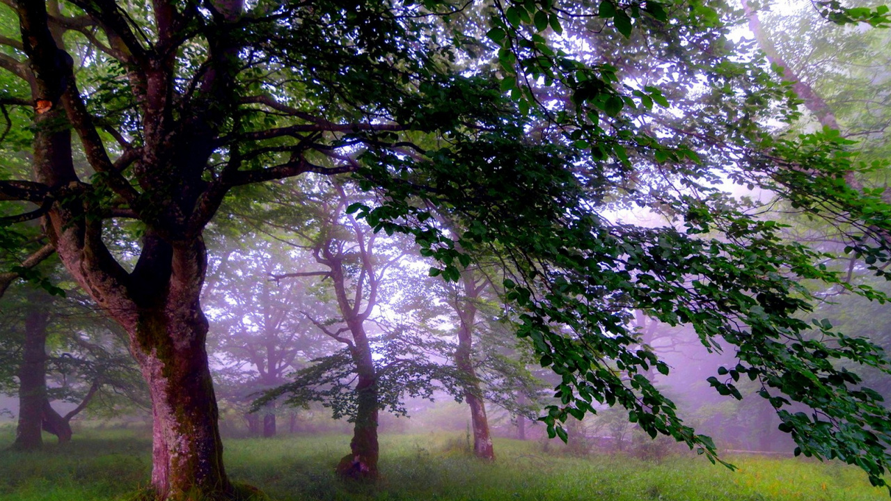 Обои дерево, природа, лесистая местность, ветвь, осень в разрешении 1280x720