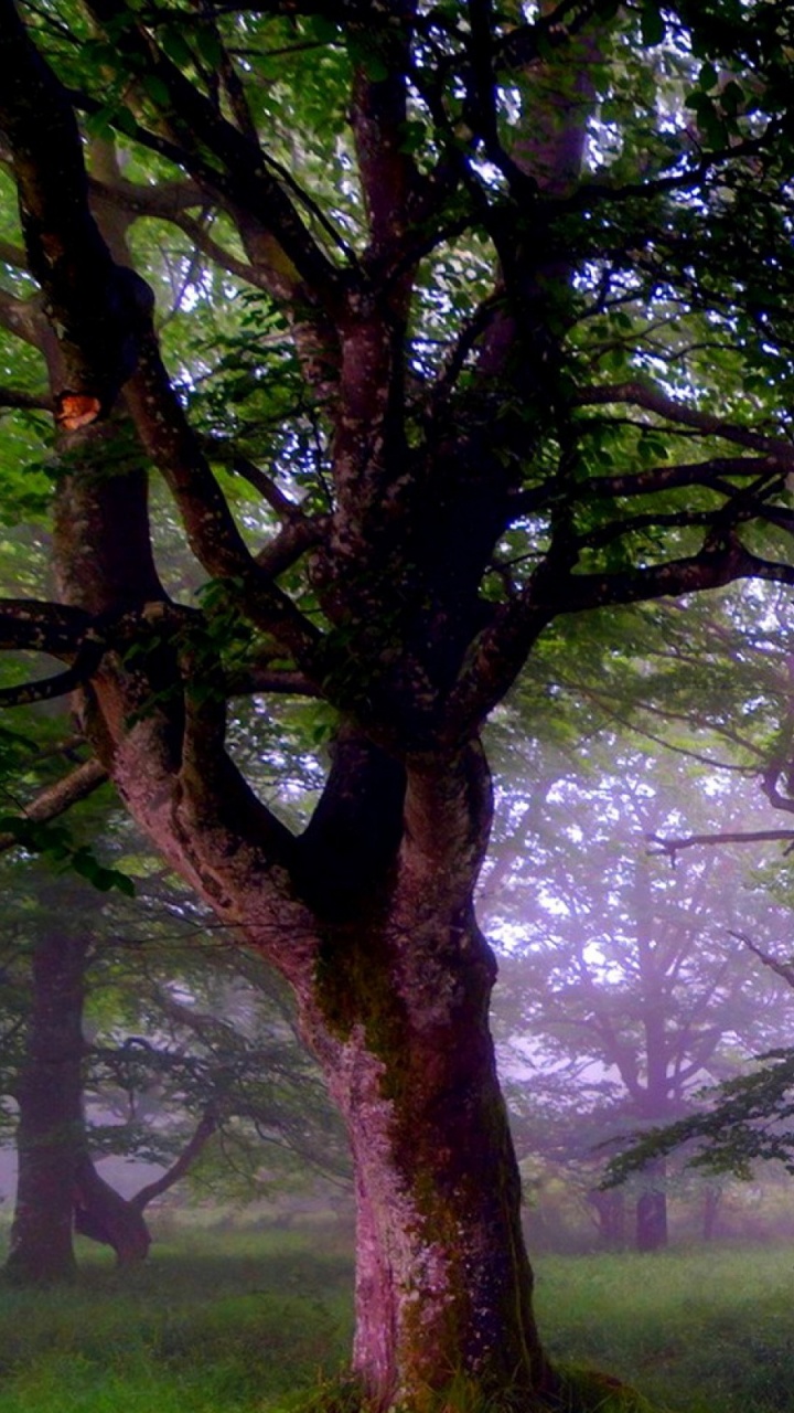 Обои дерево, природа, лесистая местность, ветвь, осень в разрешении 720x1280