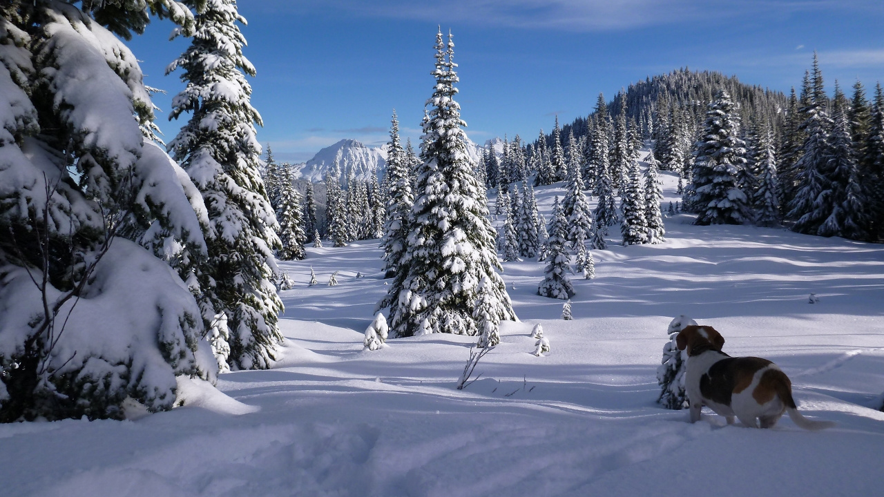 Обои снег, зима, дерево, дикая местность, замораживание в разрешении 1280x720
