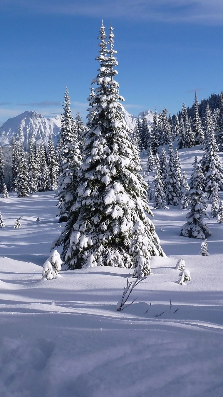 Обои снег, зима, дерево, дикая местность, замораживание в разрешении 720x1280