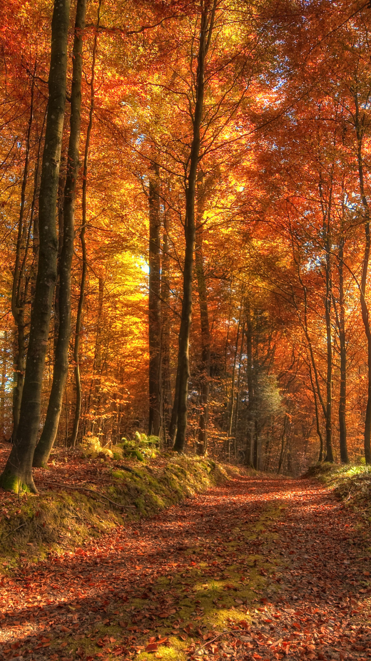 Обои лес, природа, лесистая местность, осень, листопадные в разрешении 750x1334