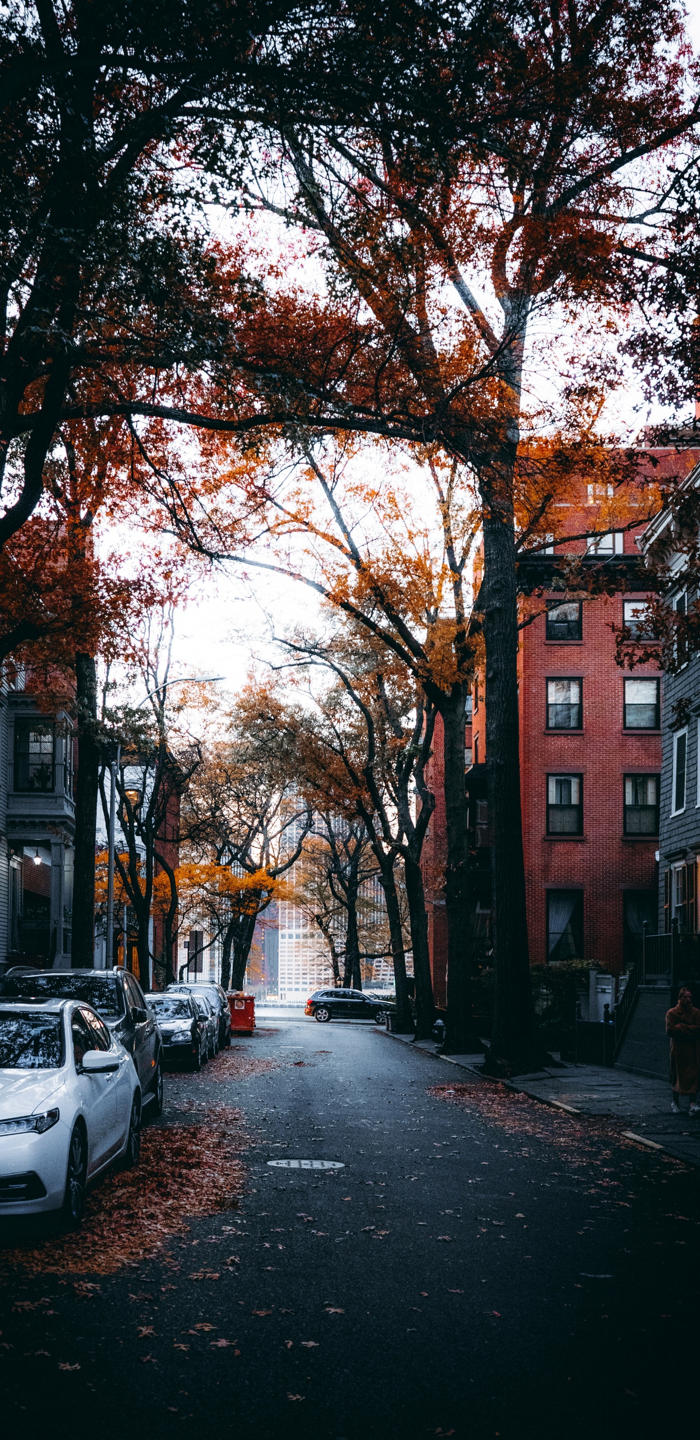 Обои улица, здание, окно, автомобильное освещение, дорожное покрытие в разрешении 1440x2960