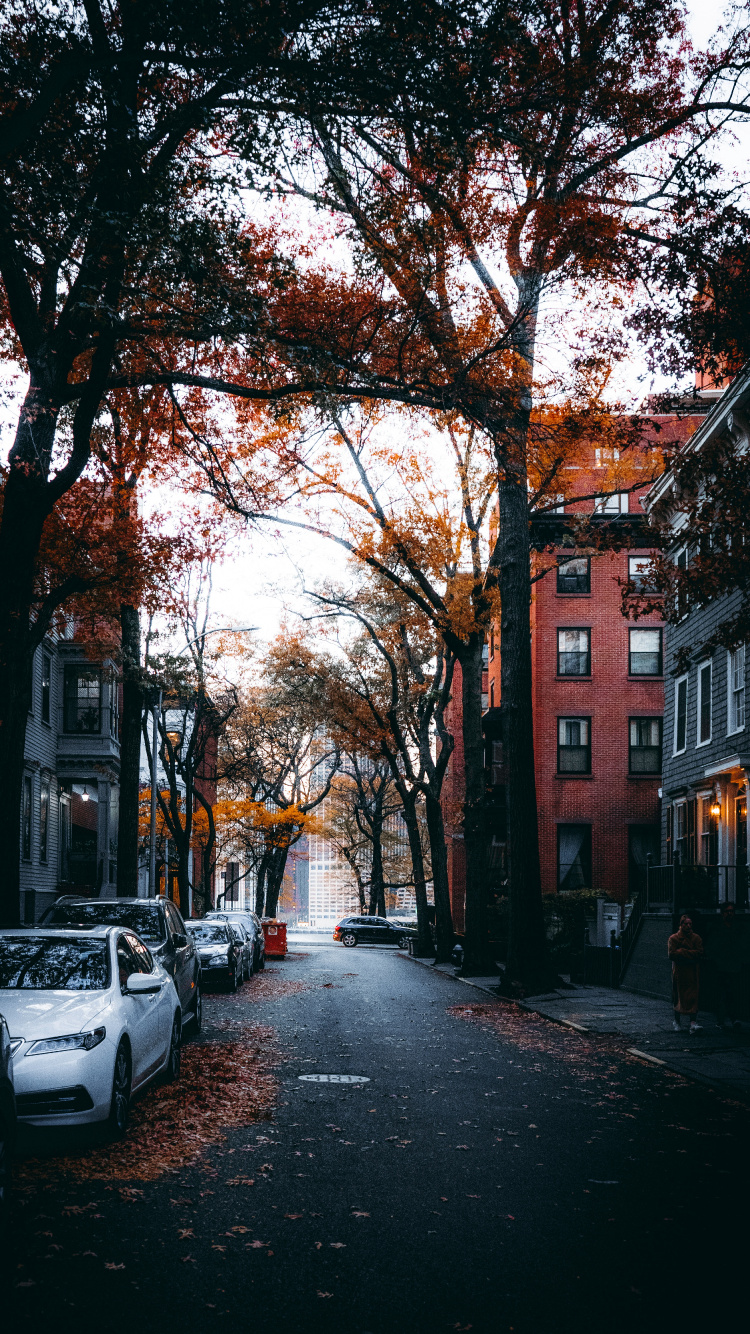 Обои улица, здание, окно, автомобильное освещение, дорожное покрытие в разрешении 750x1334