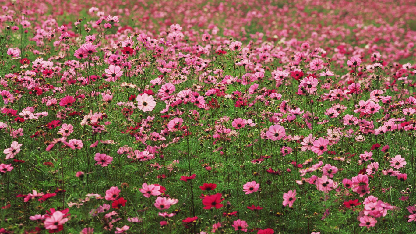 Обои сад космос, цветковое растение, цветник, полевой цветок, почвопокровная в разрешении 1366x768