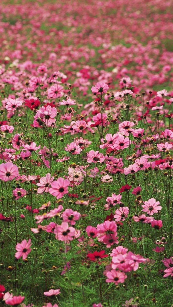 Обои сад космос, цветковое растение, цветник, полевой цветок, почвопокровная в разрешении 720x1280