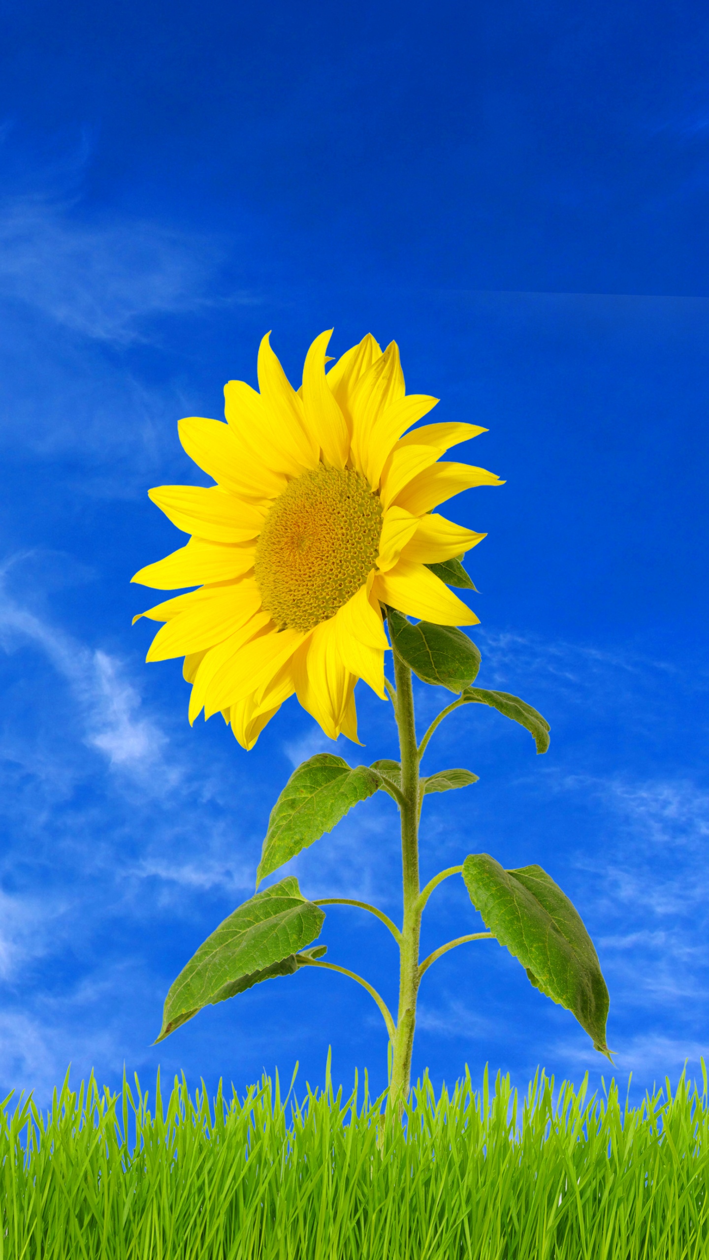 Обои дневное время, цветок, синий, желтый, луг в разрешении 1440x2560