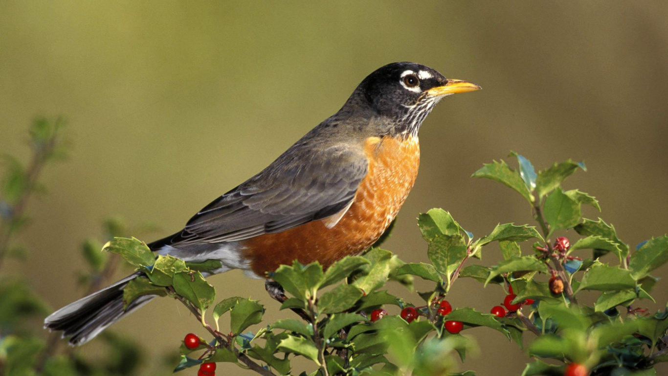 Обои птица, клюв, Робин, мухоловок, воробьиные птицы в разрешении 1366x768