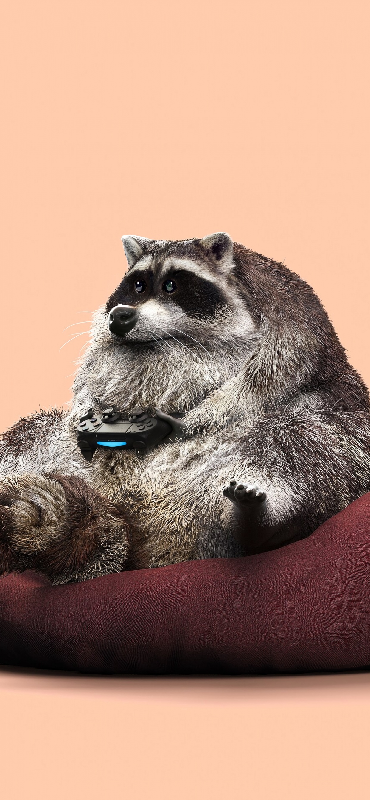 Обои графический дизайн, процион, procyonidae, мех, живая природа в разрешении 1242x2688