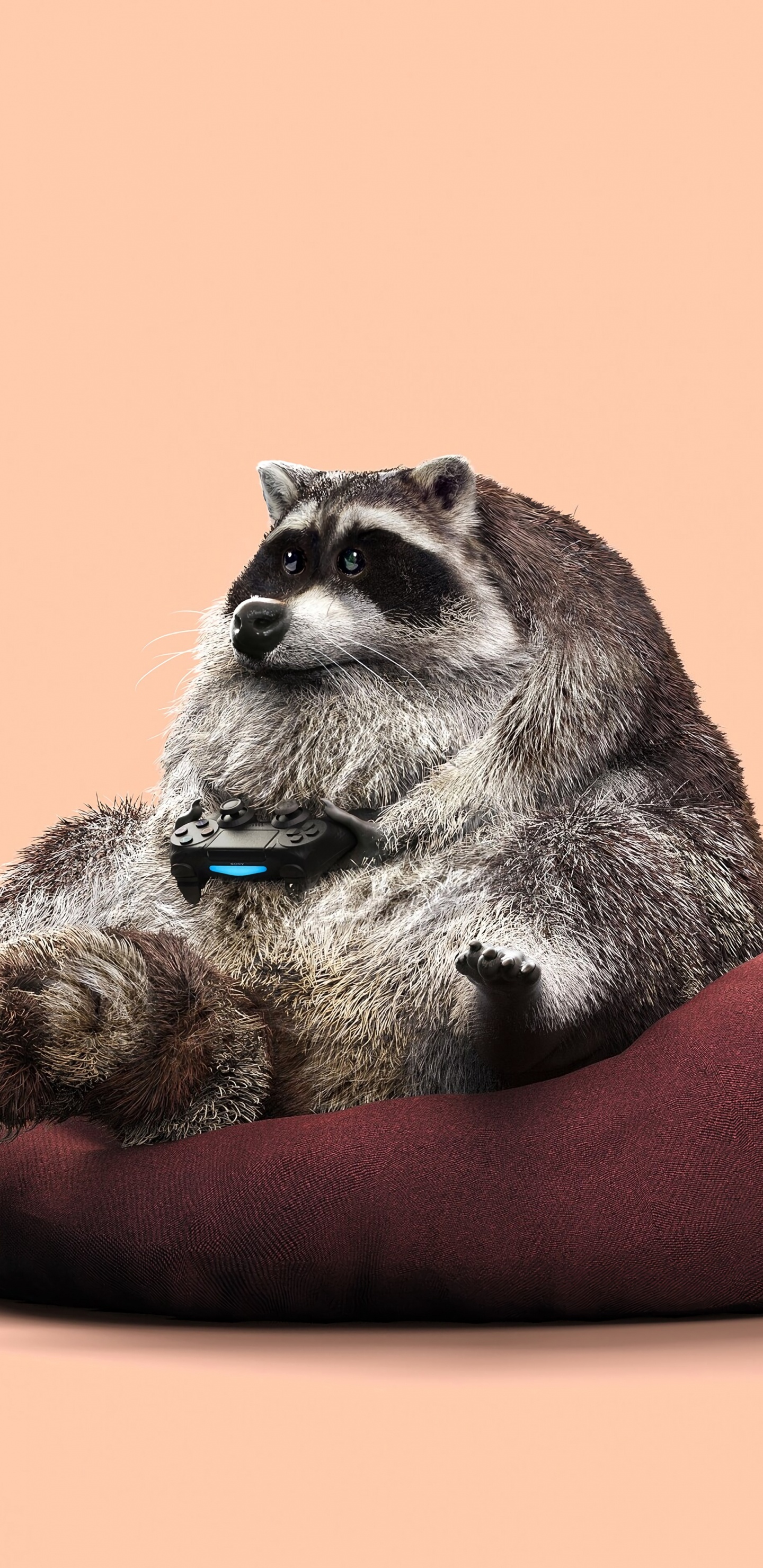 Обои графический дизайн, процион, procyonidae, мех, живая природа в разрешении 1440x2960