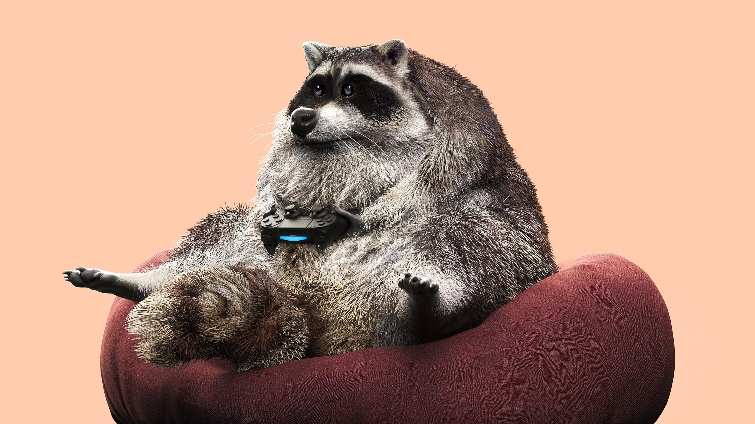 Обои графический дизайн, процион, procyonidae, мех, живая природа в разрешении 2560x1440