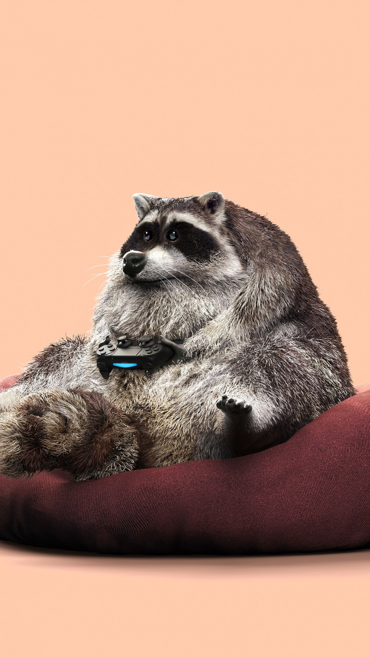 Обои графический дизайн, процион, procyonidae, мех, живая природа в разрешении 750x1334