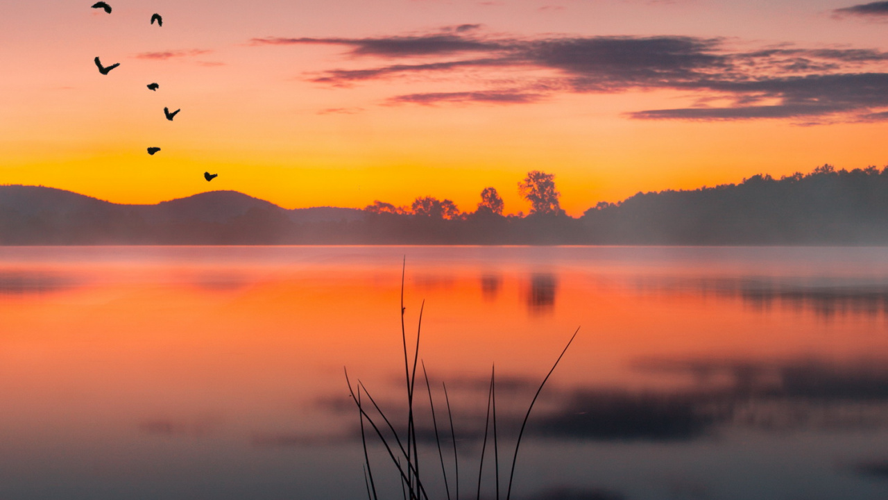 Обои закат, облако, вода, атмосфера, растение в разрешении 1280x720