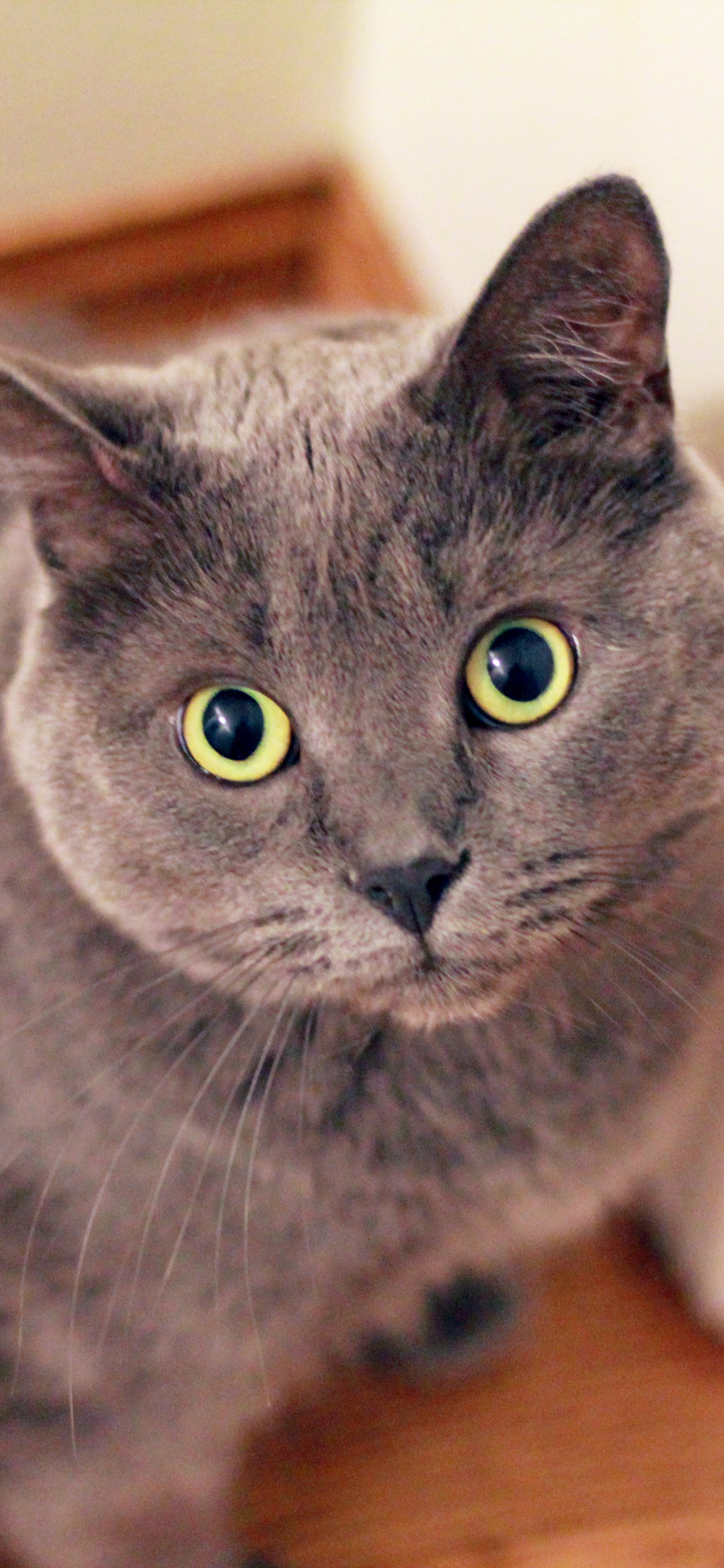 Обои британская короткошерстная, регдолл, русская голубая, персидская кошка, кот в разрешении 1242x2688