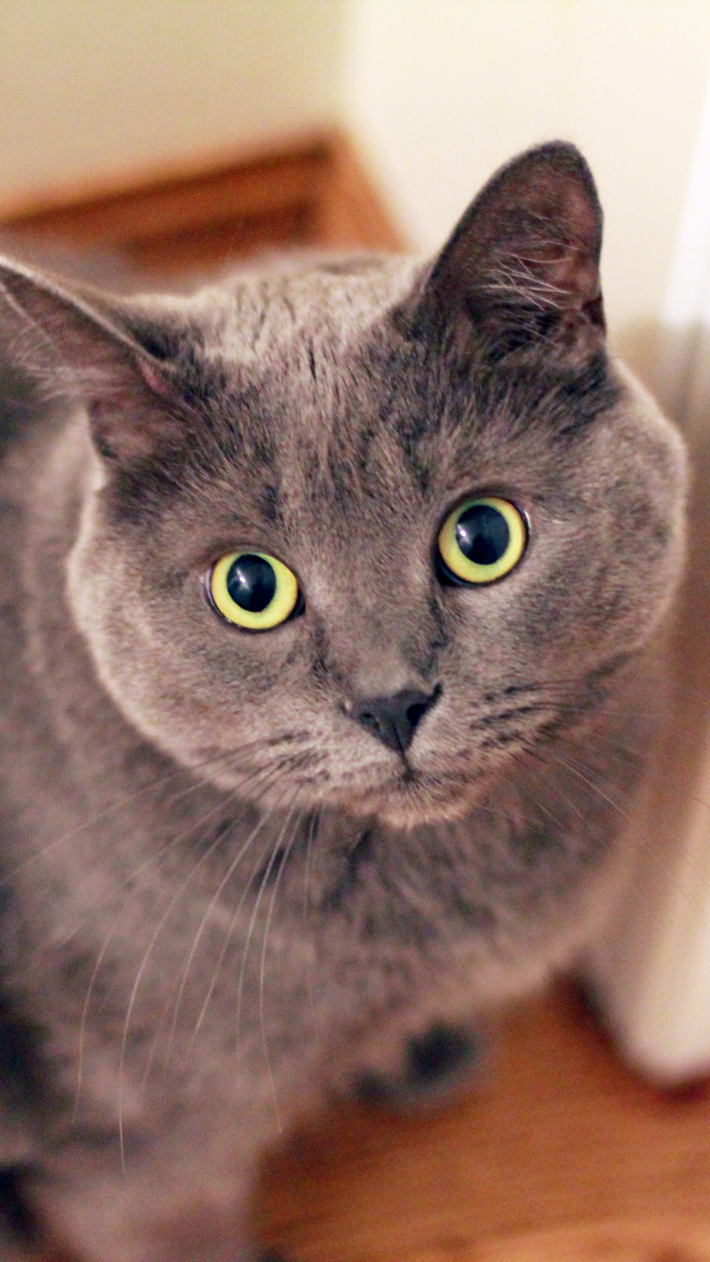 Обои британская короткошерстная, регдолл, русская голубая, персидская кошка, кот в разрешении 1440x2560