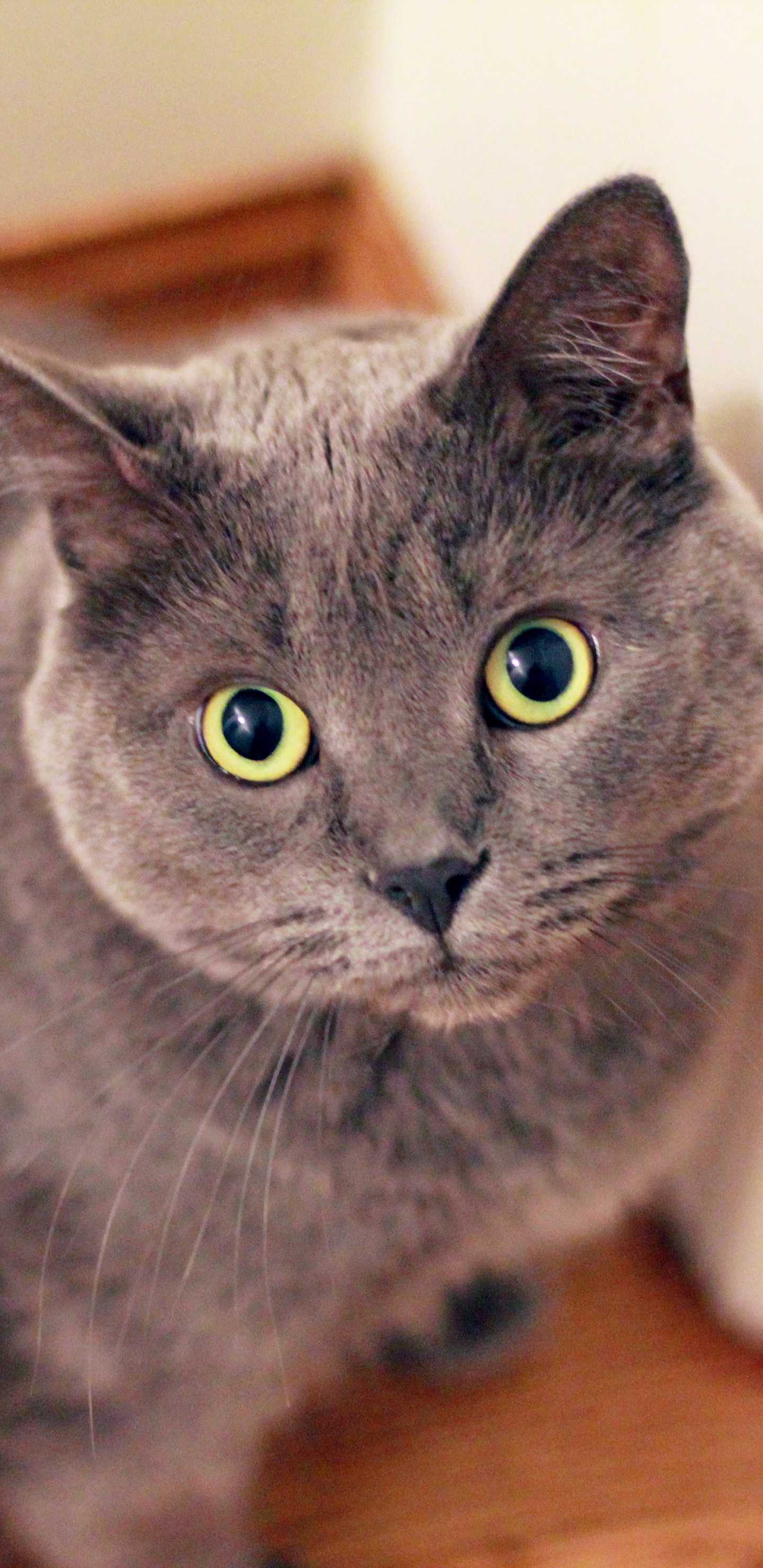 Обои британская короткошерстная, регдолл, русская голубая, персидская кошка, кот в разрешении 1440x2960