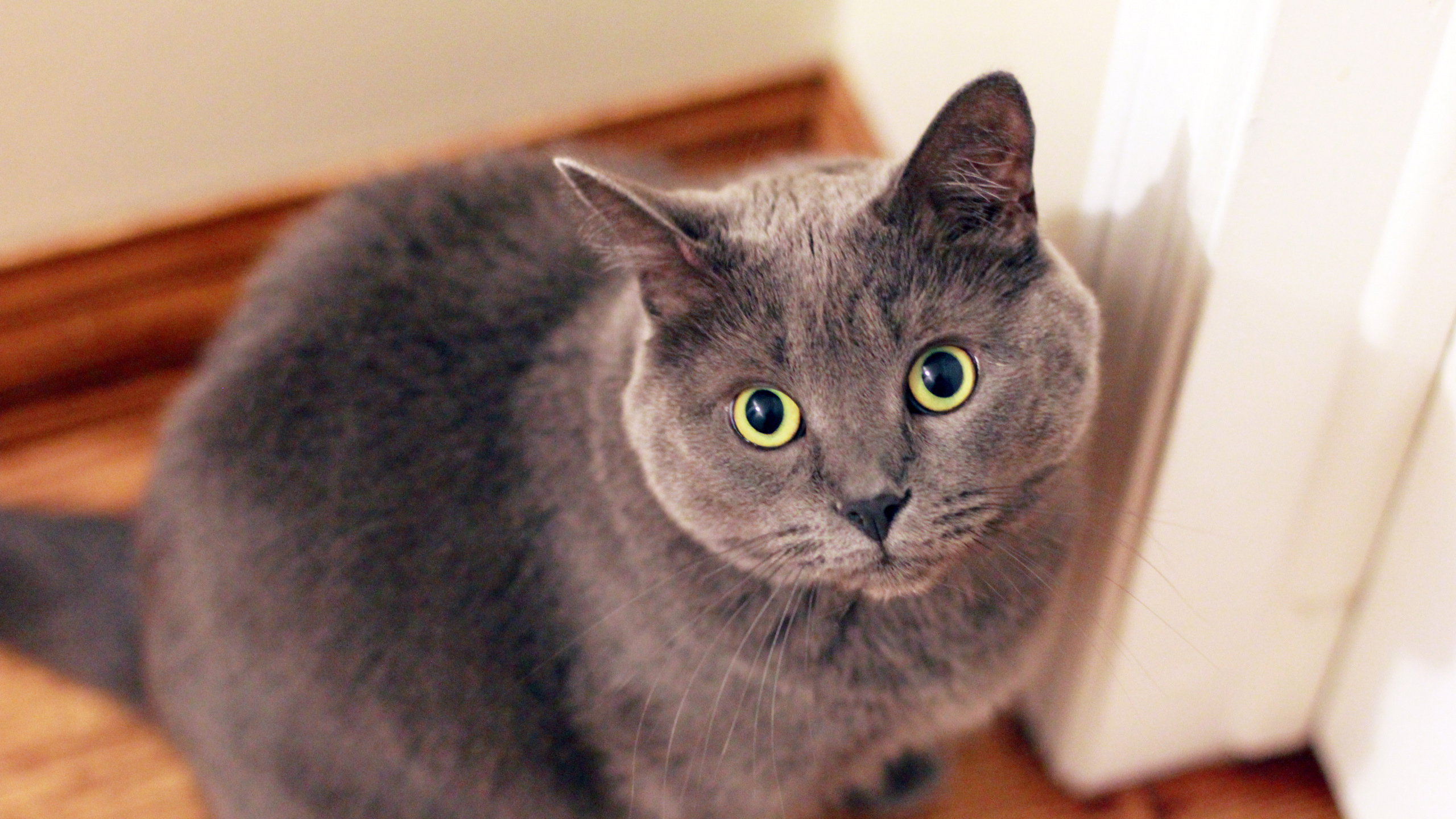 Обои британская короткошерстная, регдолл, русская голубая, персидская кошка, кот в разрешении 2560x1440