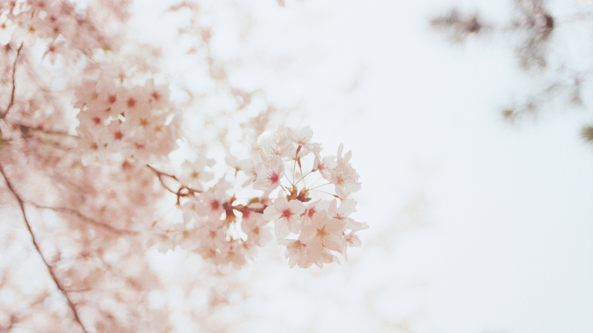 Обои Вудсток Куранты, весна, розовый, цветение вишни, мать в разрешении 1920x1080