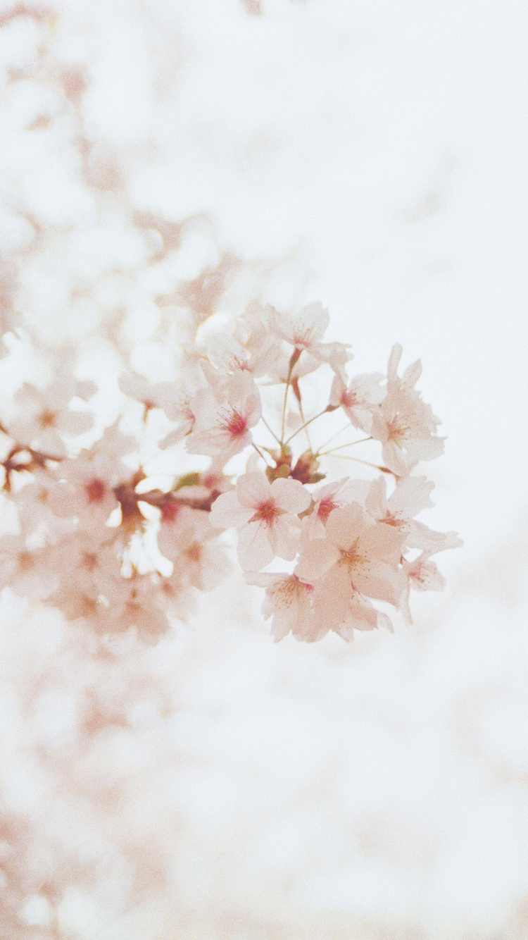 Обои Вудсток Куранты, весна, розовый, цветение вишни, мать в разрешении 750x1334